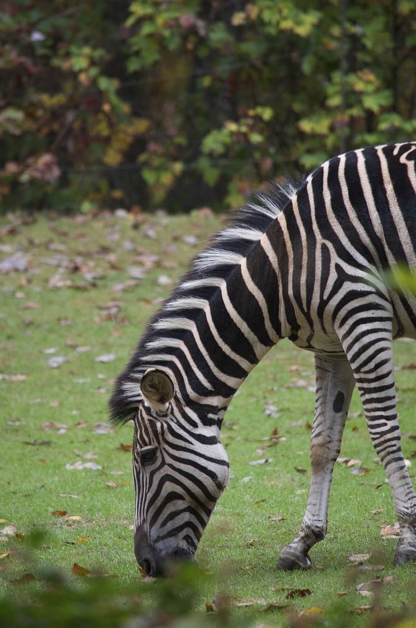 zebra  animal  africa free photo