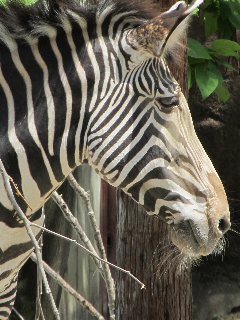 zebra  wildlife  portrait free photo