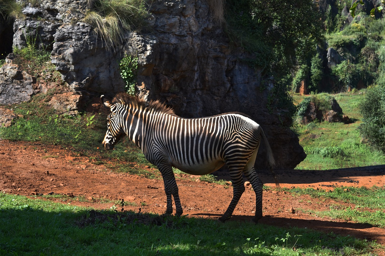 zebra  nature  cabarceno free photo