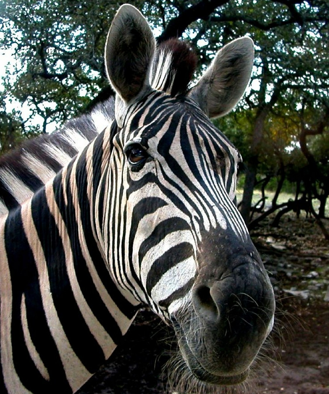 zebra wildlife head free photo
