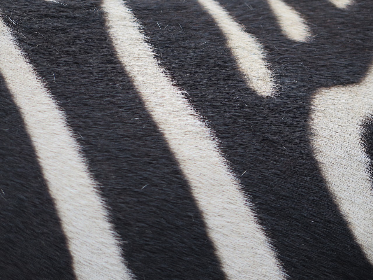 zebra  strip  striped free photo