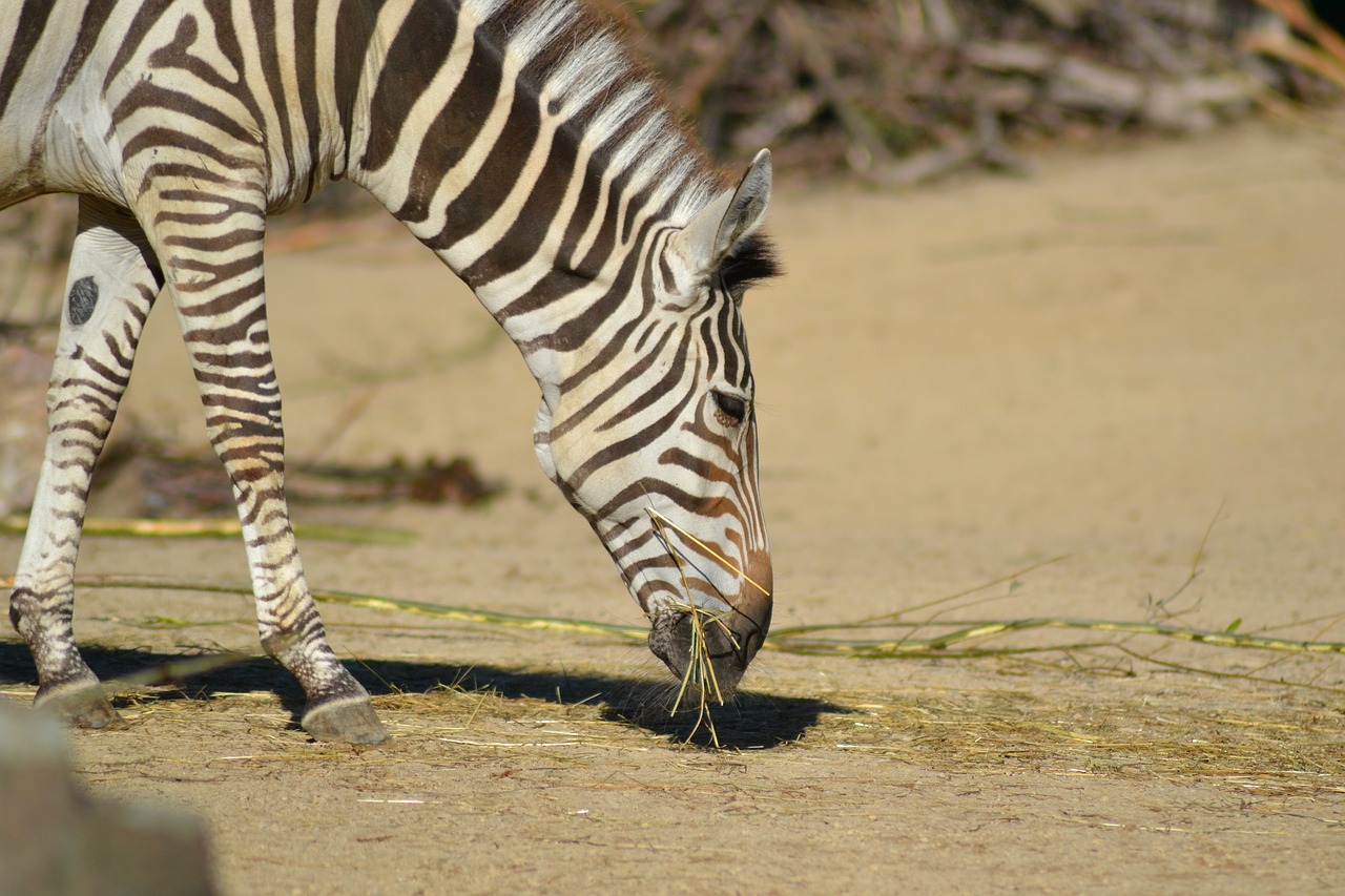 zebra  zoo  africa free photo