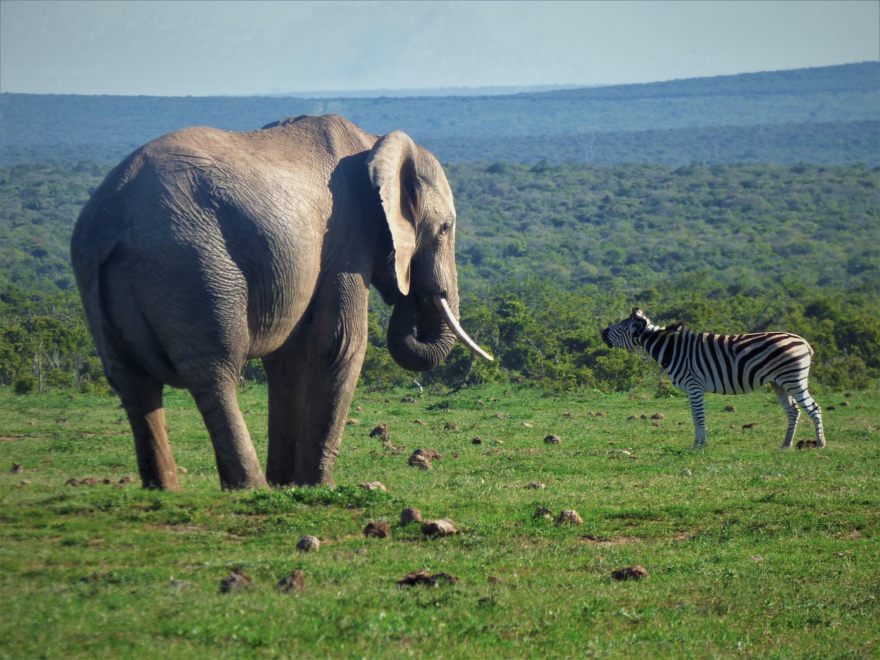 zebra  elephant  africa free photo