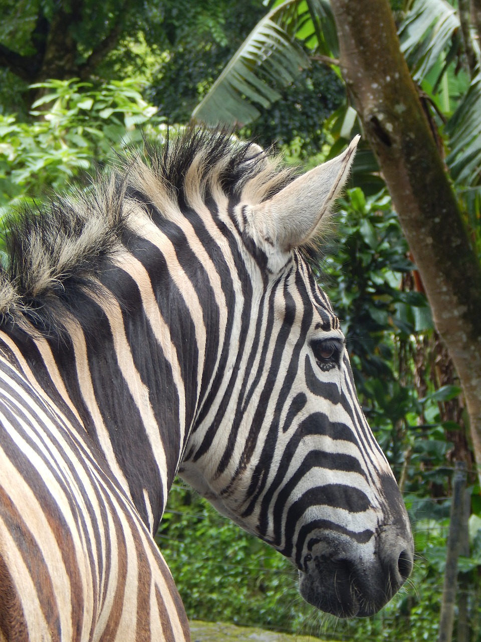 zebra  striped  mammal free photo