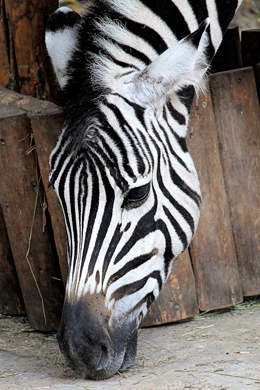 zebra  zoo  eat free photo