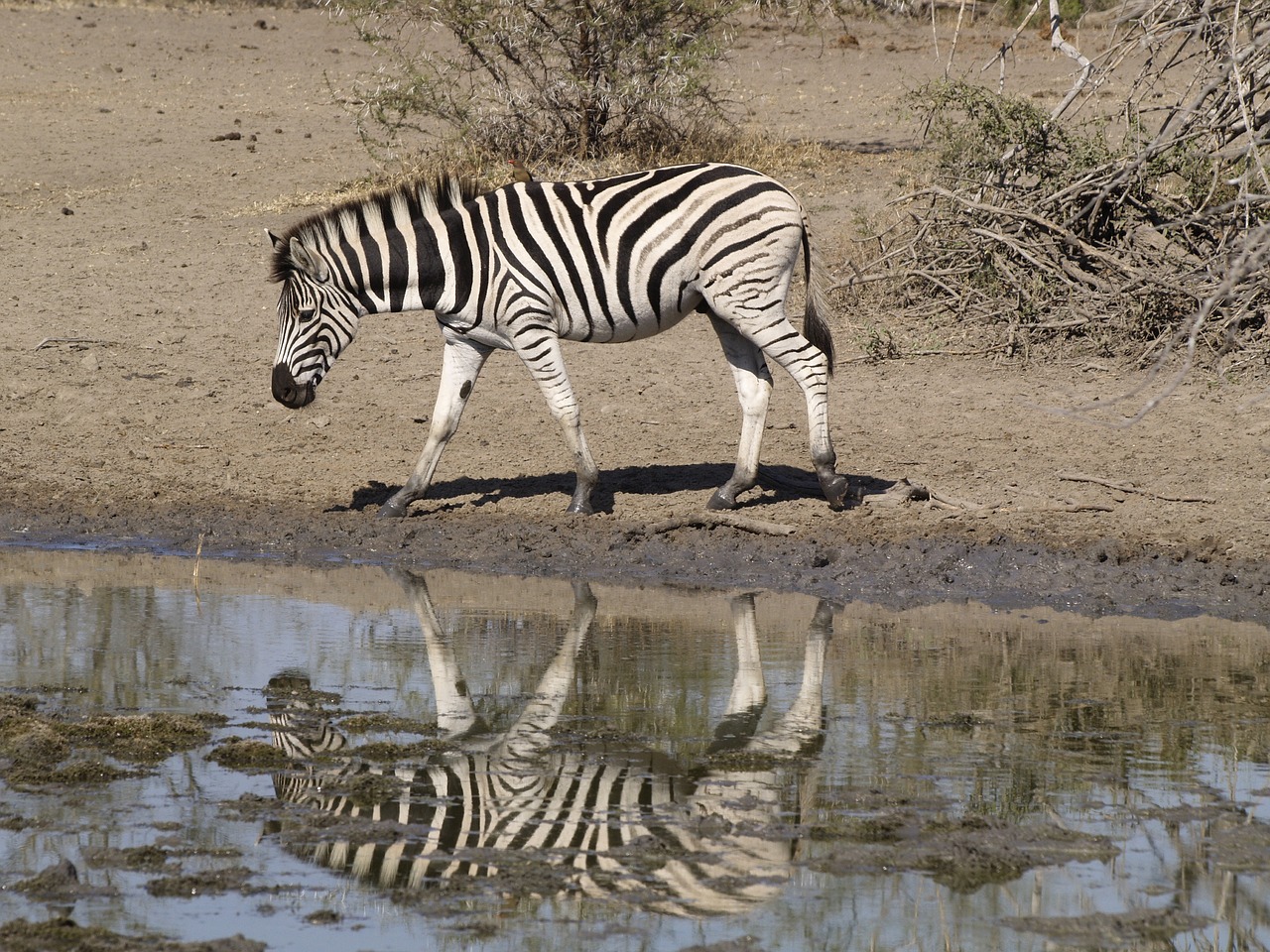 zebra  waterhole  africa free photo