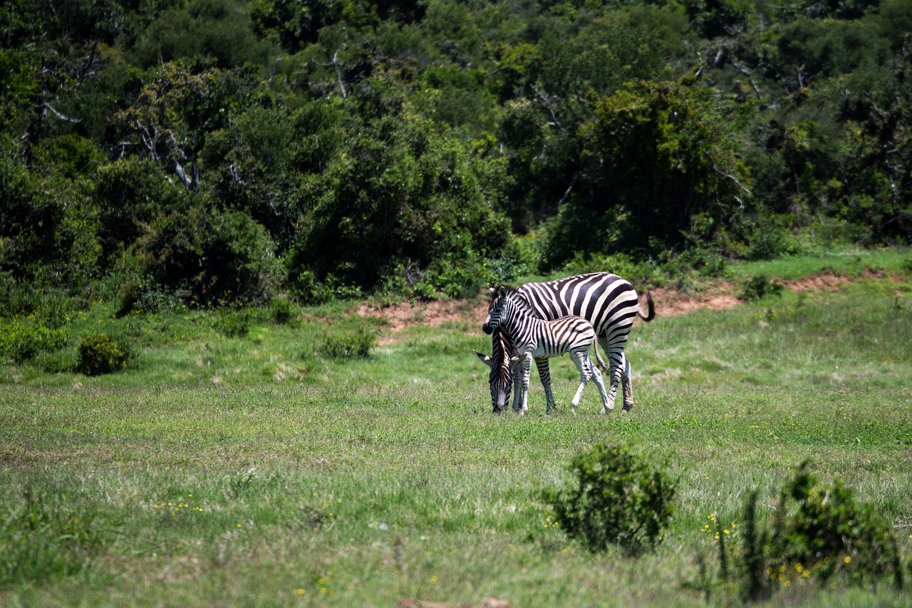 zebra mare foal free photo