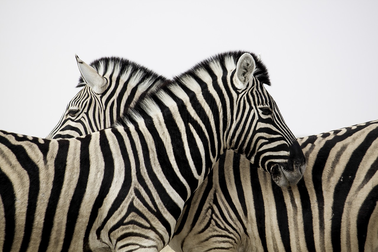 zebra  stripes  couple free photo