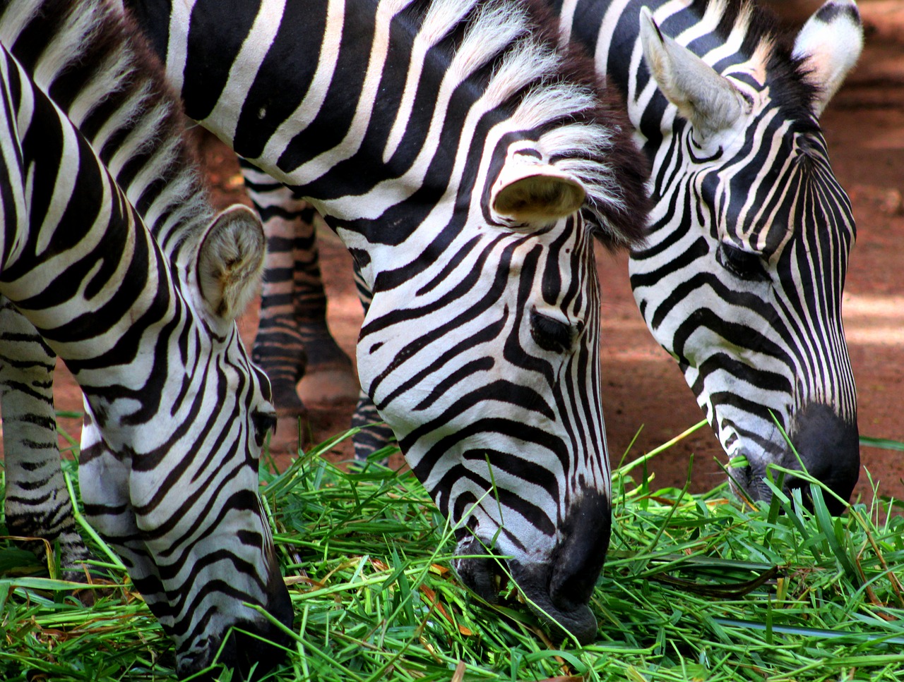 zebra  eating  grass free photo