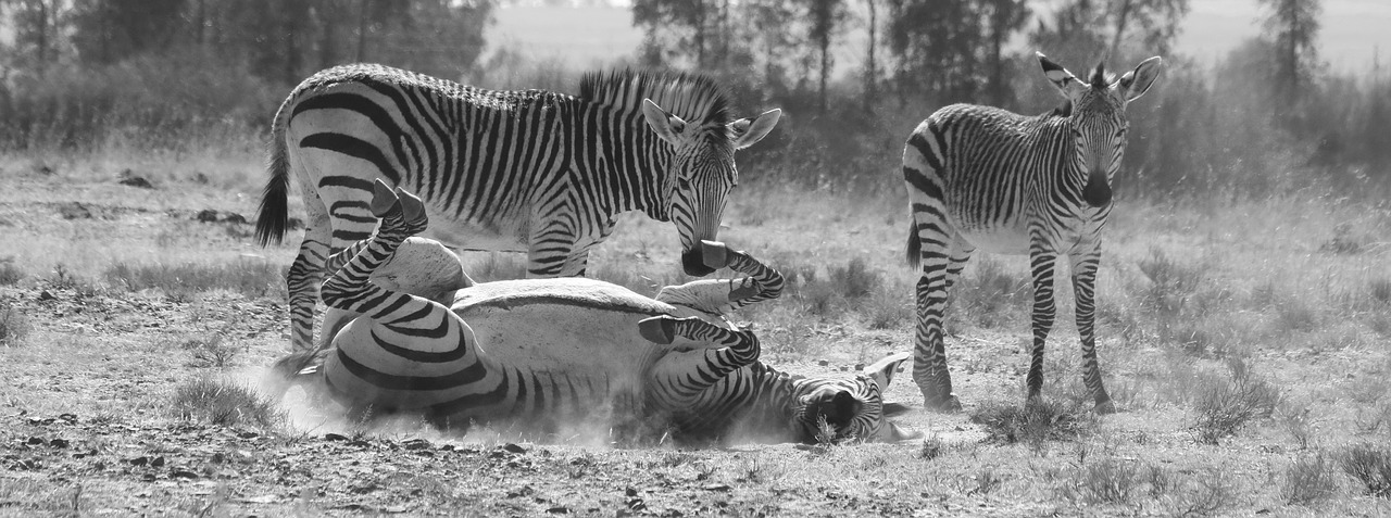 zebra  hartmann's  mountain zebra free photo