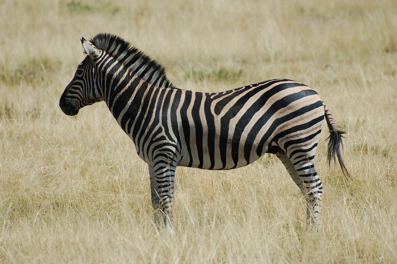 zebra animal wildlife free photo