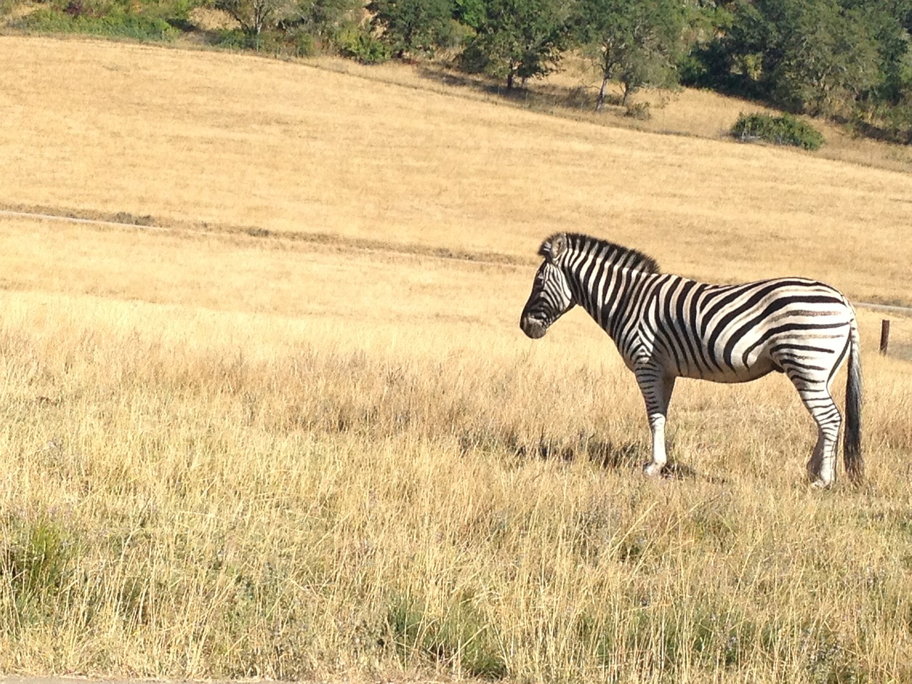 zebra safari zoo free photo