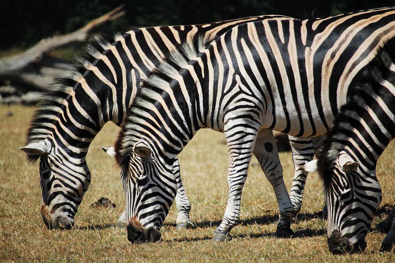 zebra  animal  stripes free photo