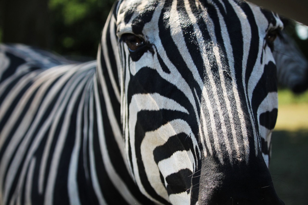 zebra  animal  stripes free photo