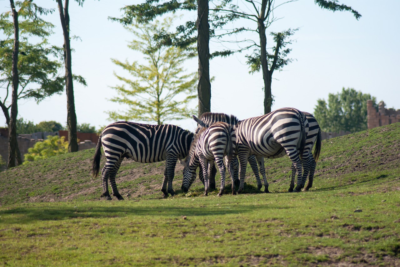 zebra  nature  animal free photo