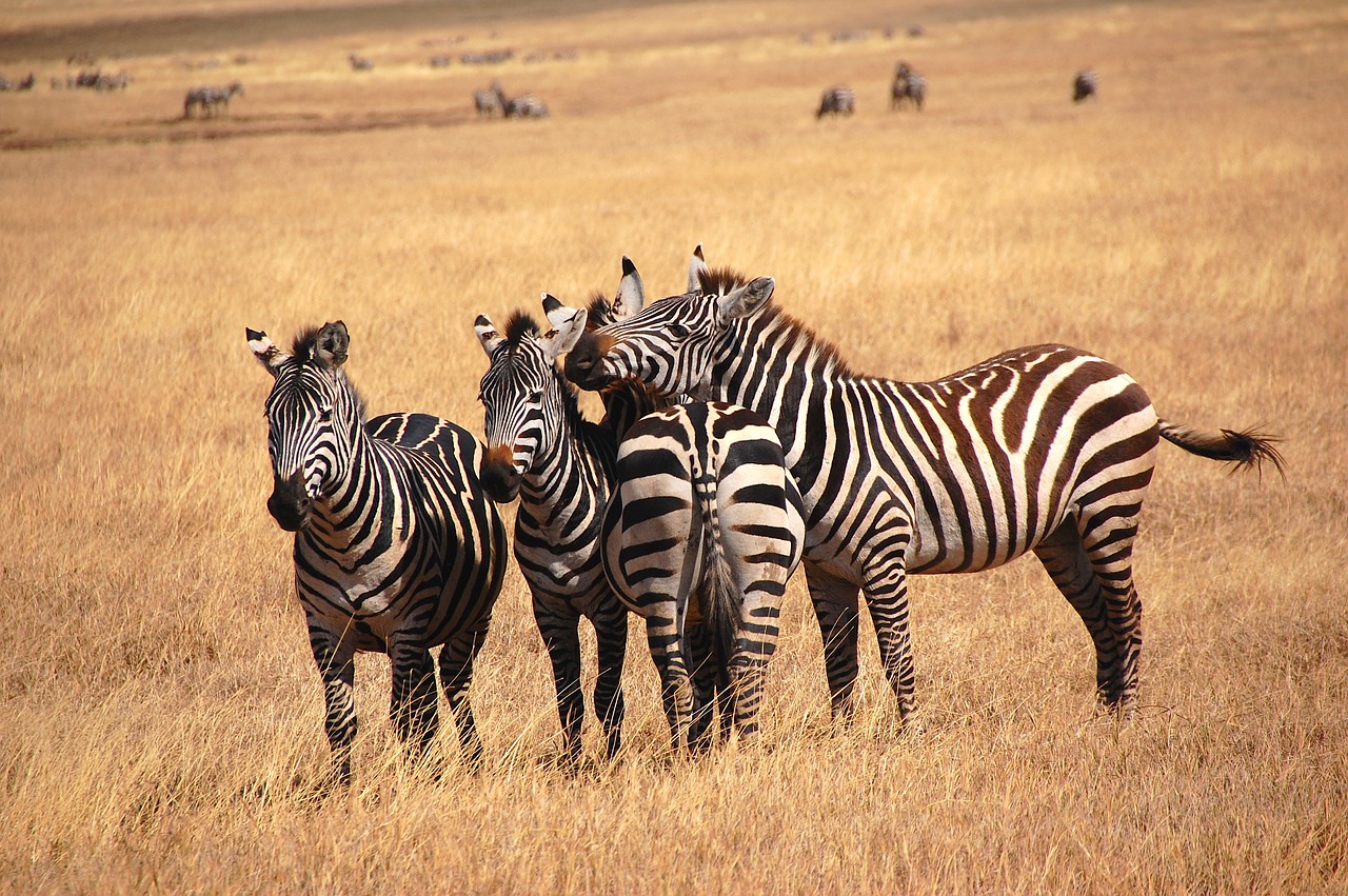 zebra  wild  bush free photo