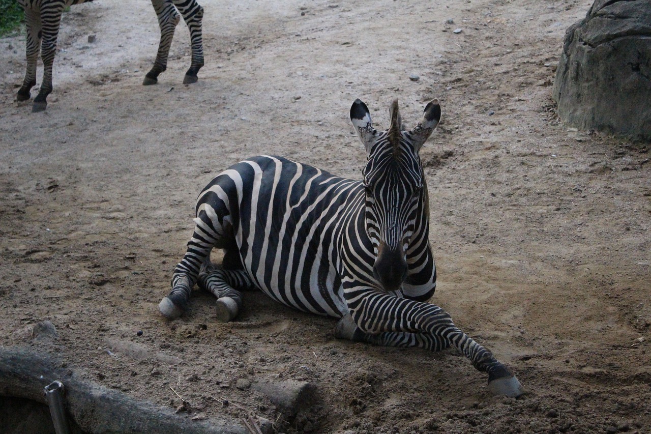 zebra  zoo  animal free photo