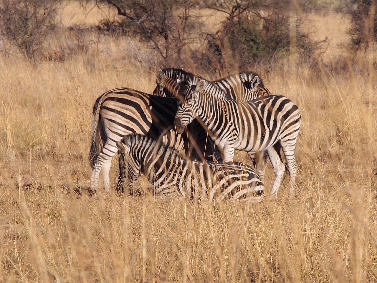 zebra  south africa  animal world free photo