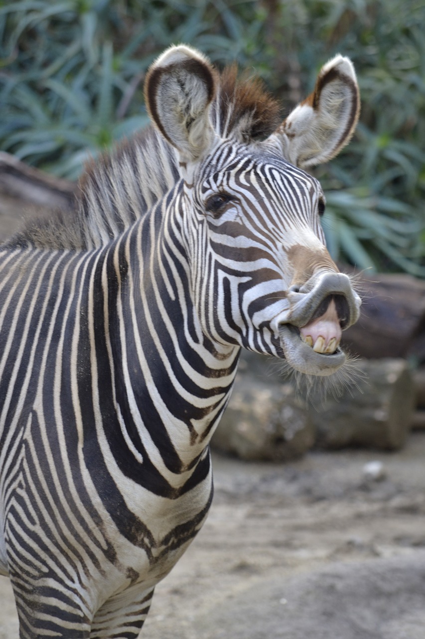 zebra  pink  zoo free photo