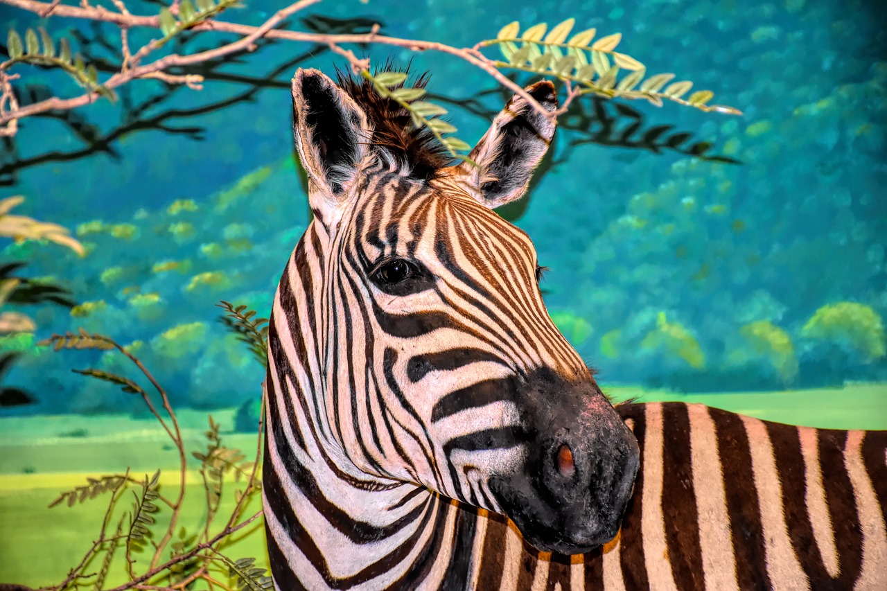 zebra  wildlife  africa free photo