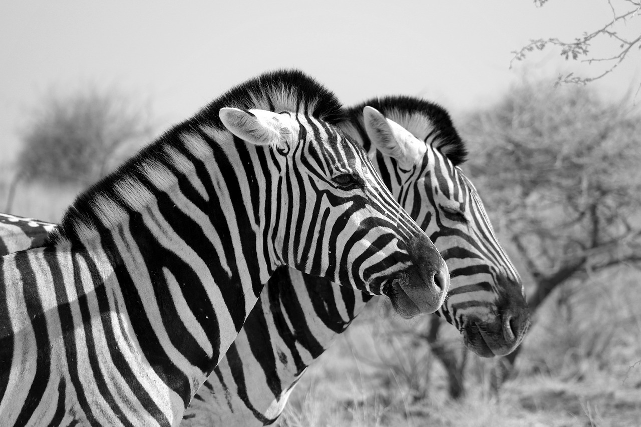 zebra  africa  stripes free photo