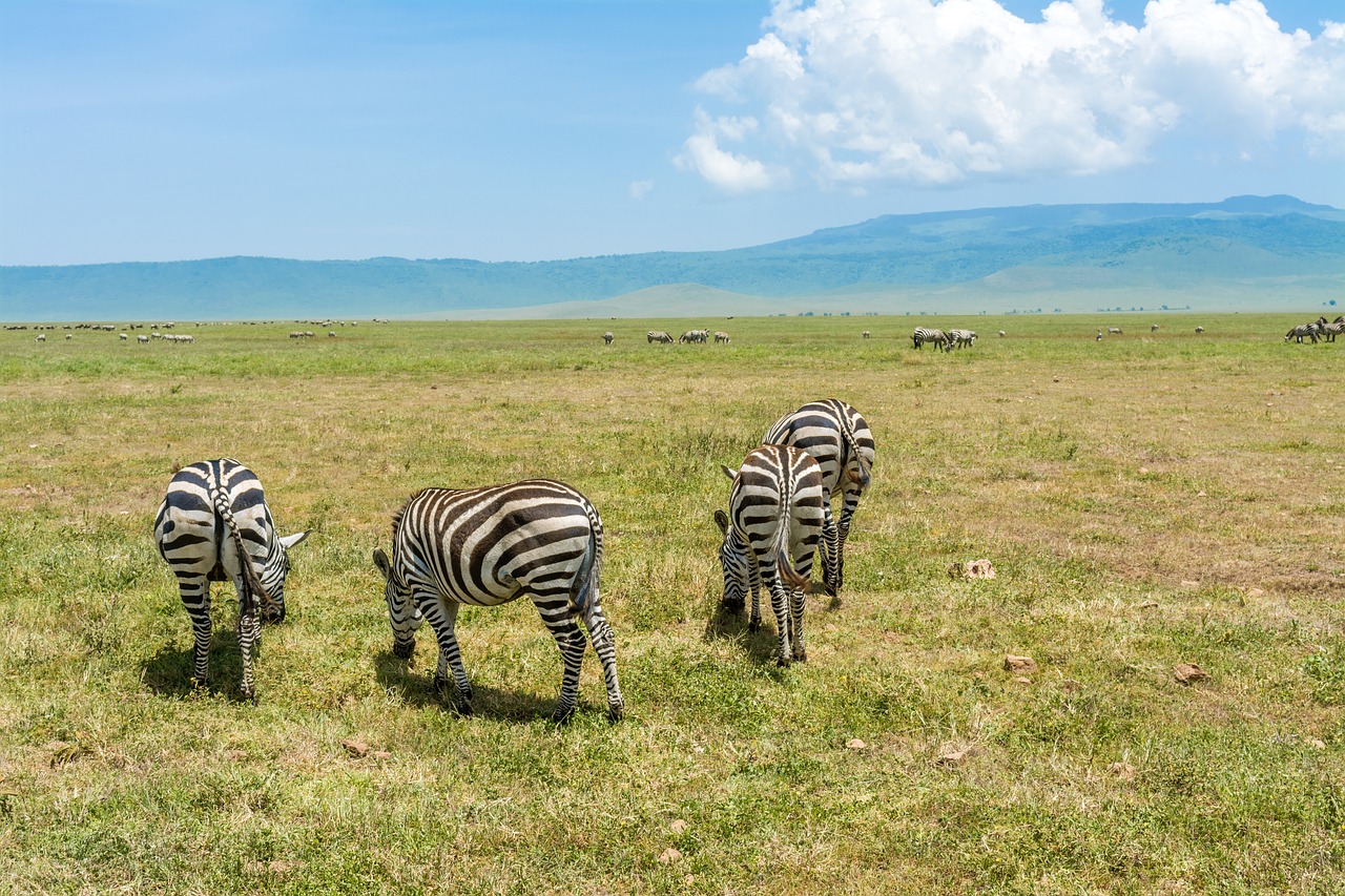 zebra  safari  africa free photo