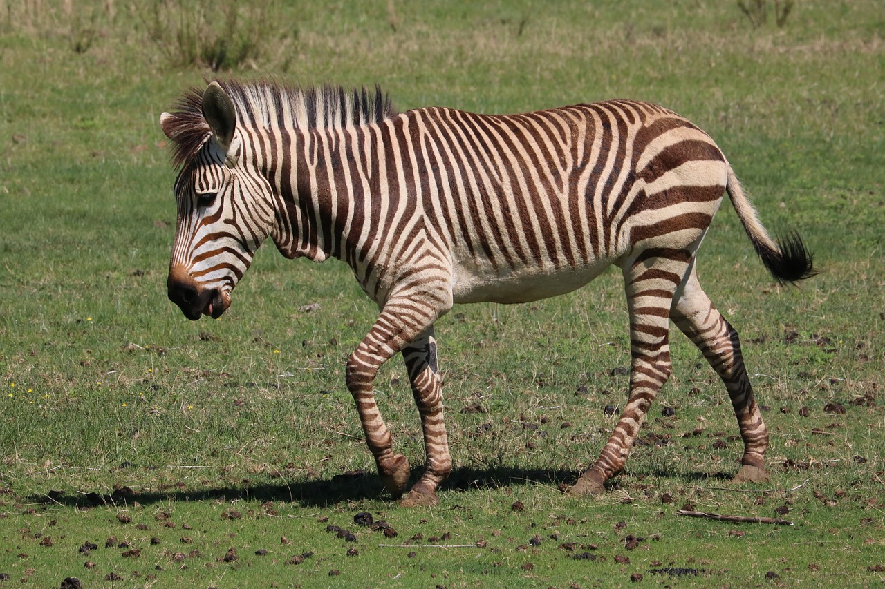 zebra  hartmann's  mountain zebra free photo