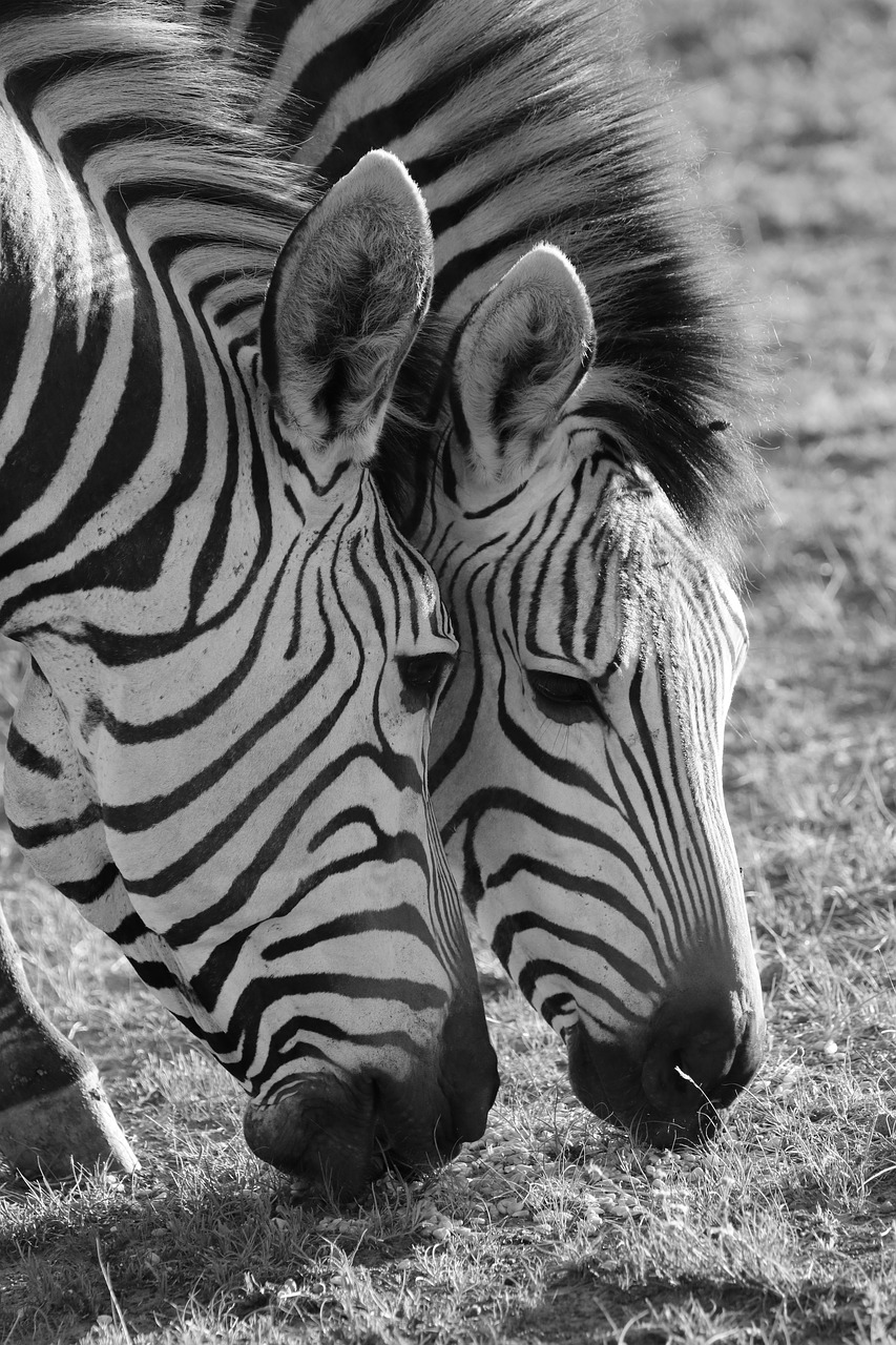 zebra  zebras  hartmann's free photo