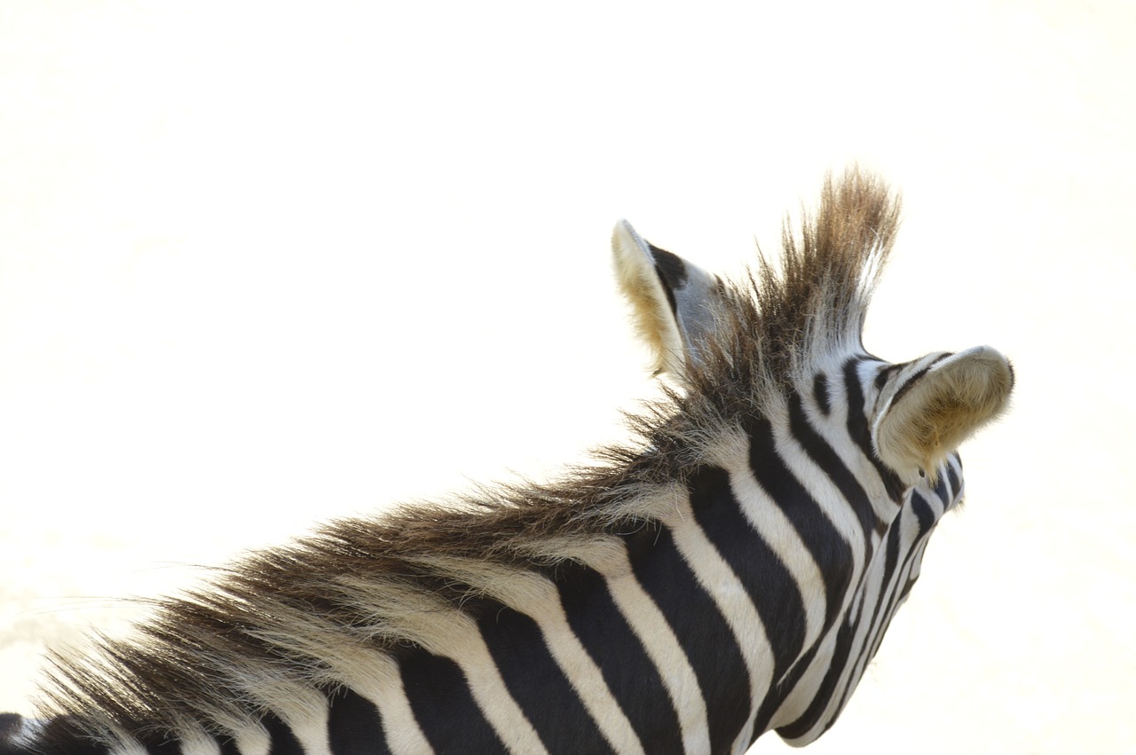 zebra  animal  animals free photo