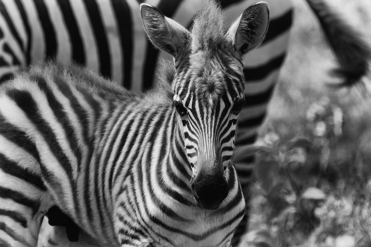 zebra  africa  safari free photo