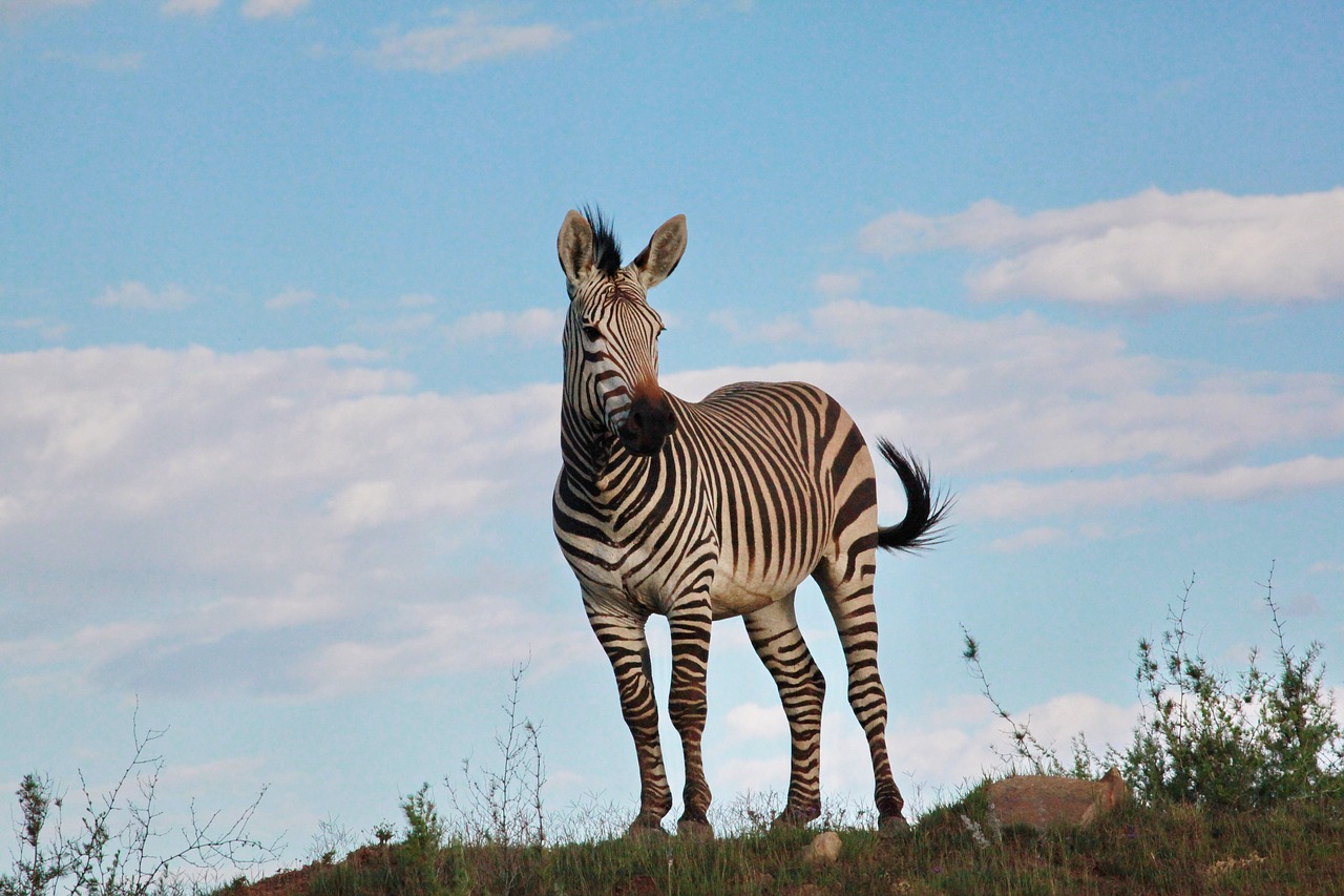 zebra  males  stallion free photo