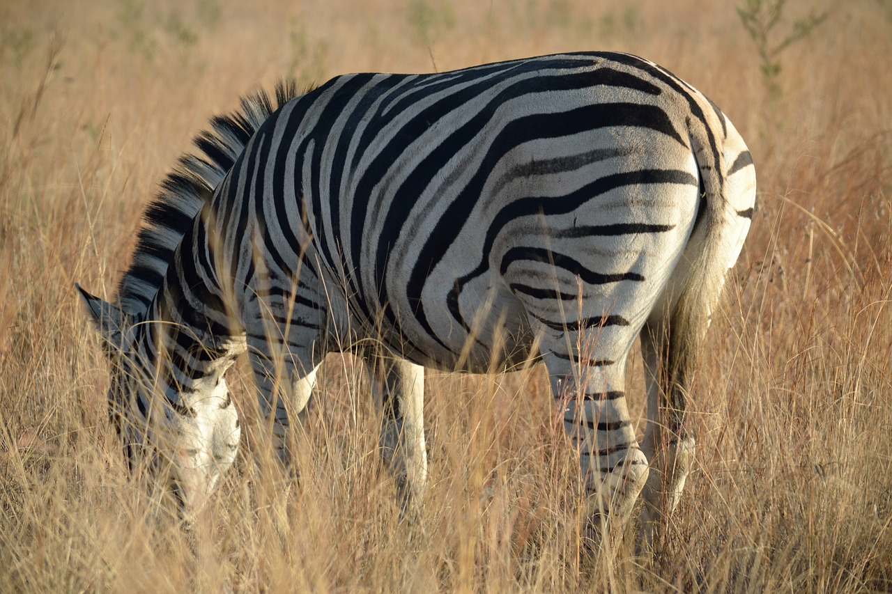 zebra grazing wildlife free photo