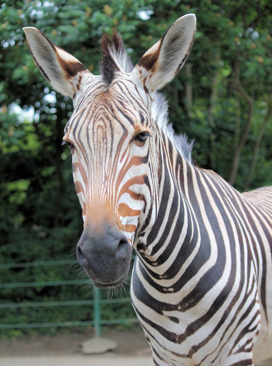 zebra  lichokopytník  striped free photo