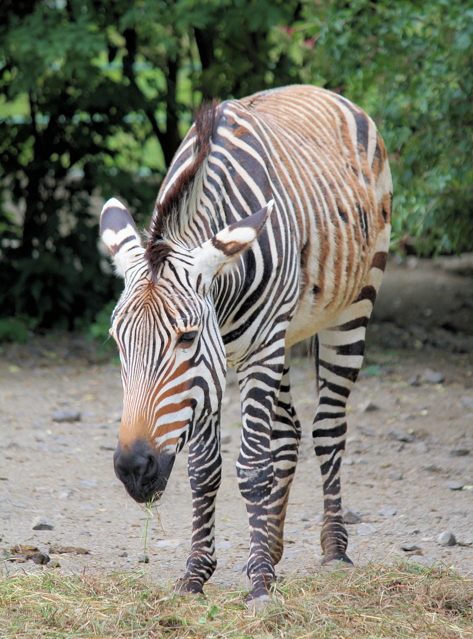 zebra  animal  lichokopytník free photo