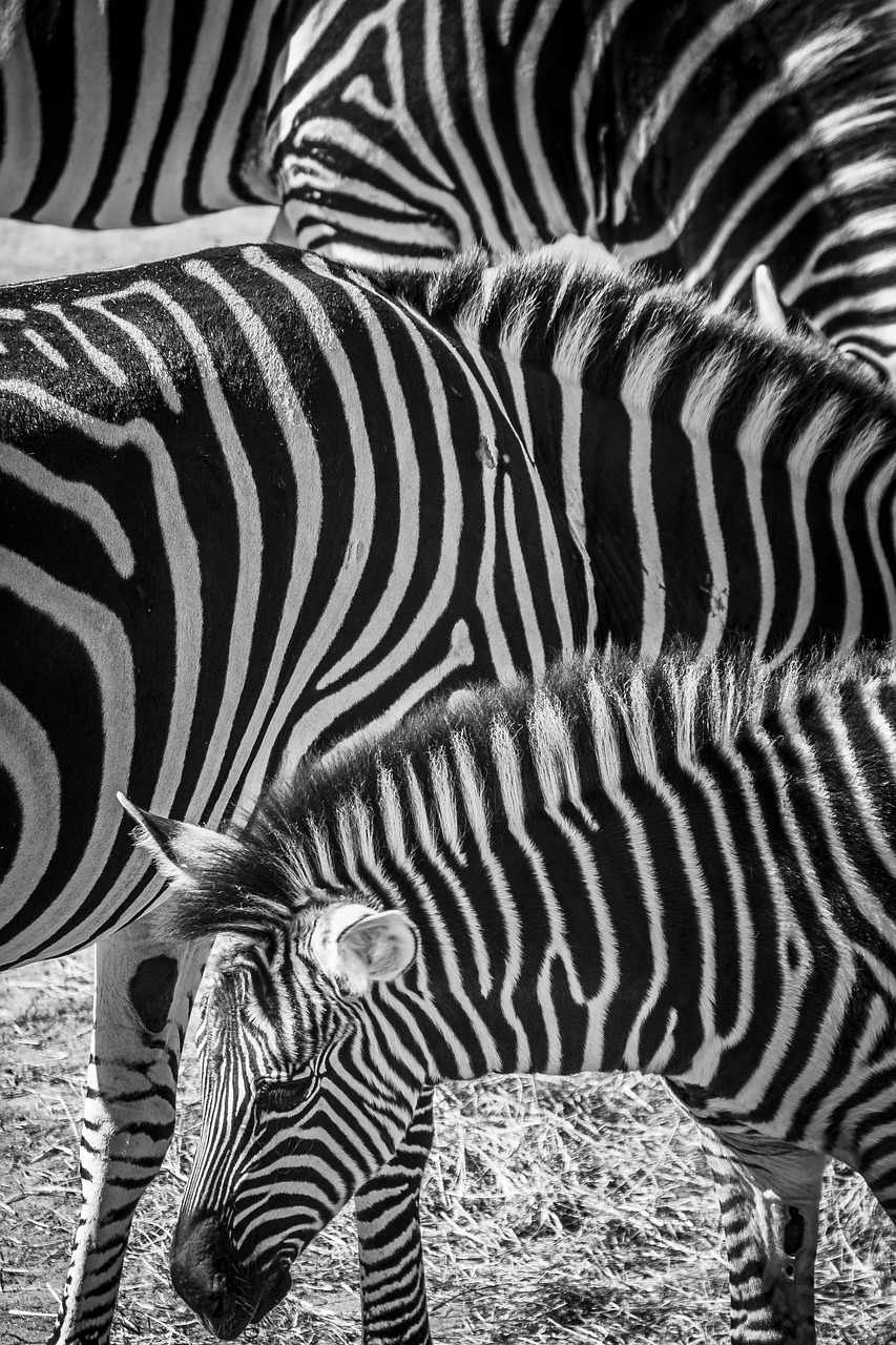 zebra  zoo  animals free photo
