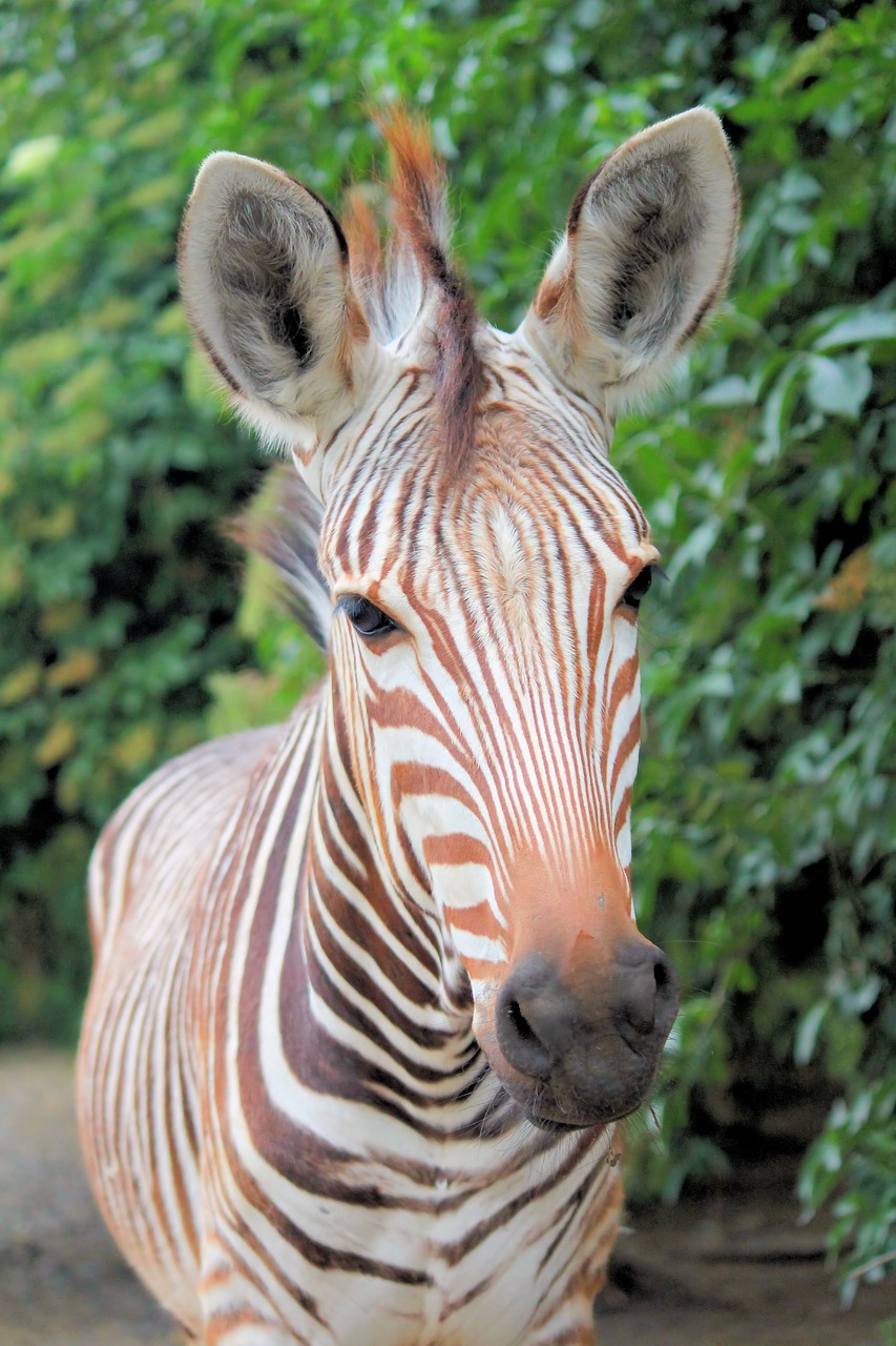zebra  wild ginger  animal free photo