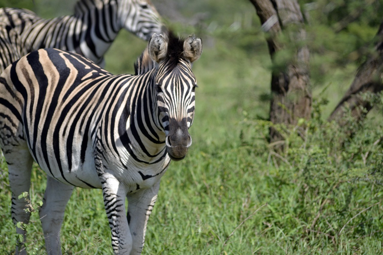 zebra  umfolozi game reserve  south african wildlife free photo
