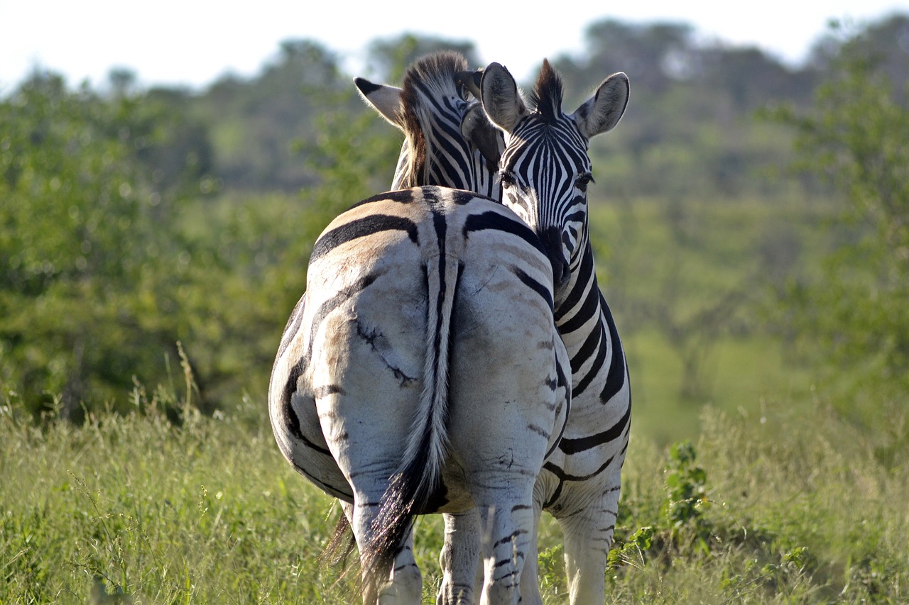 zebra  umfolozi game reserve  south african wildlife free photo