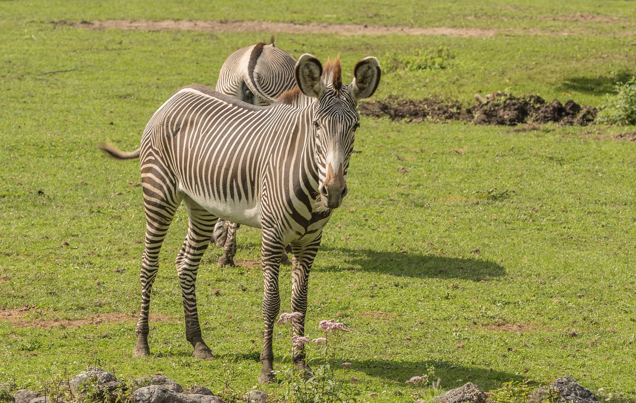 zebra  zoo  green free photo