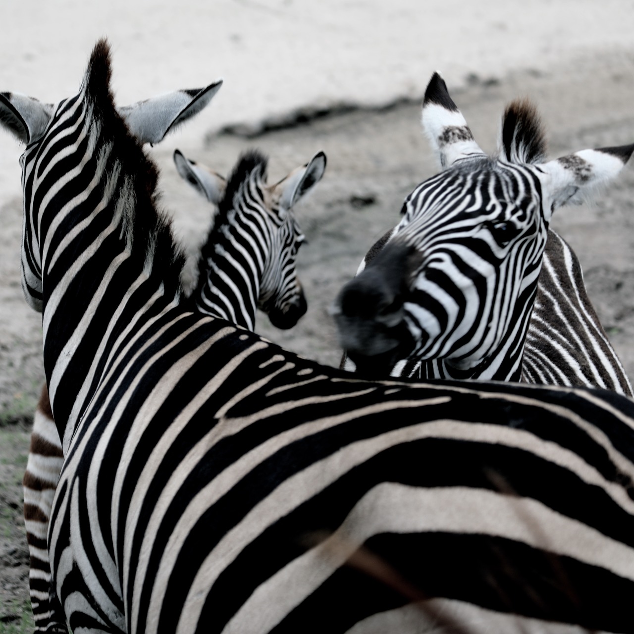 zebra  zoo  africa free photo