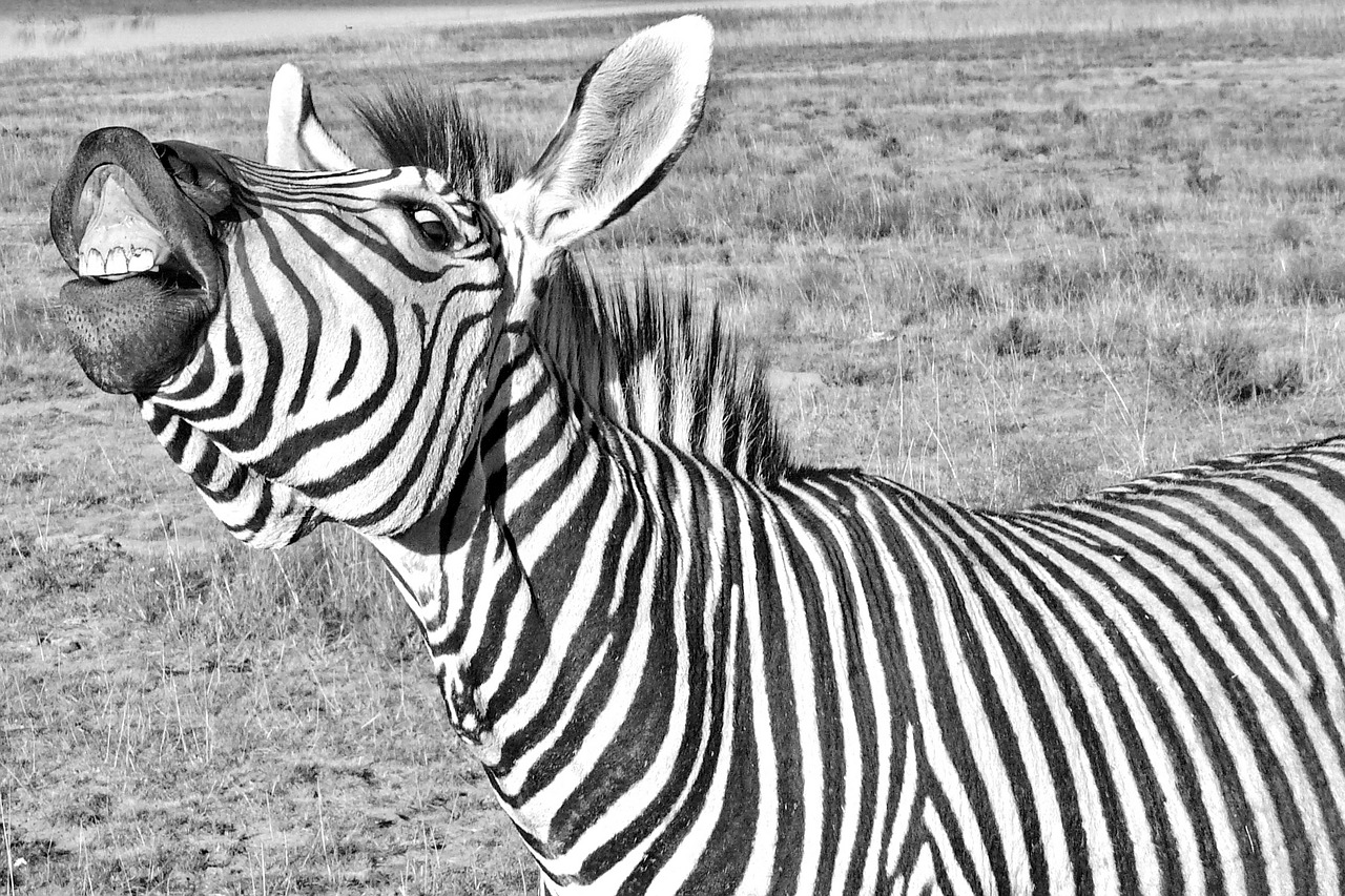 zebra  funny  laughs free photo
