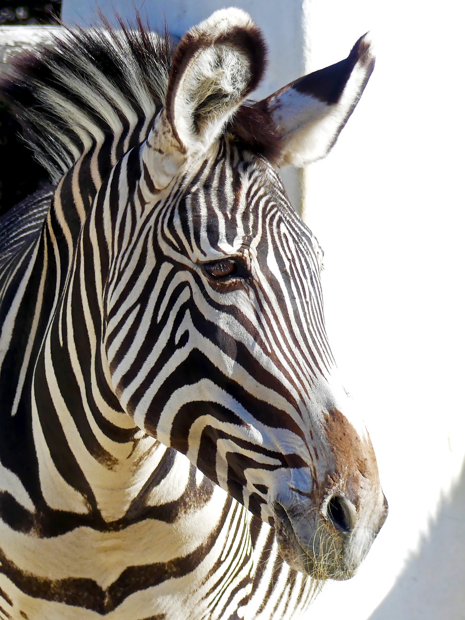 zebra  stripes  animal free photo