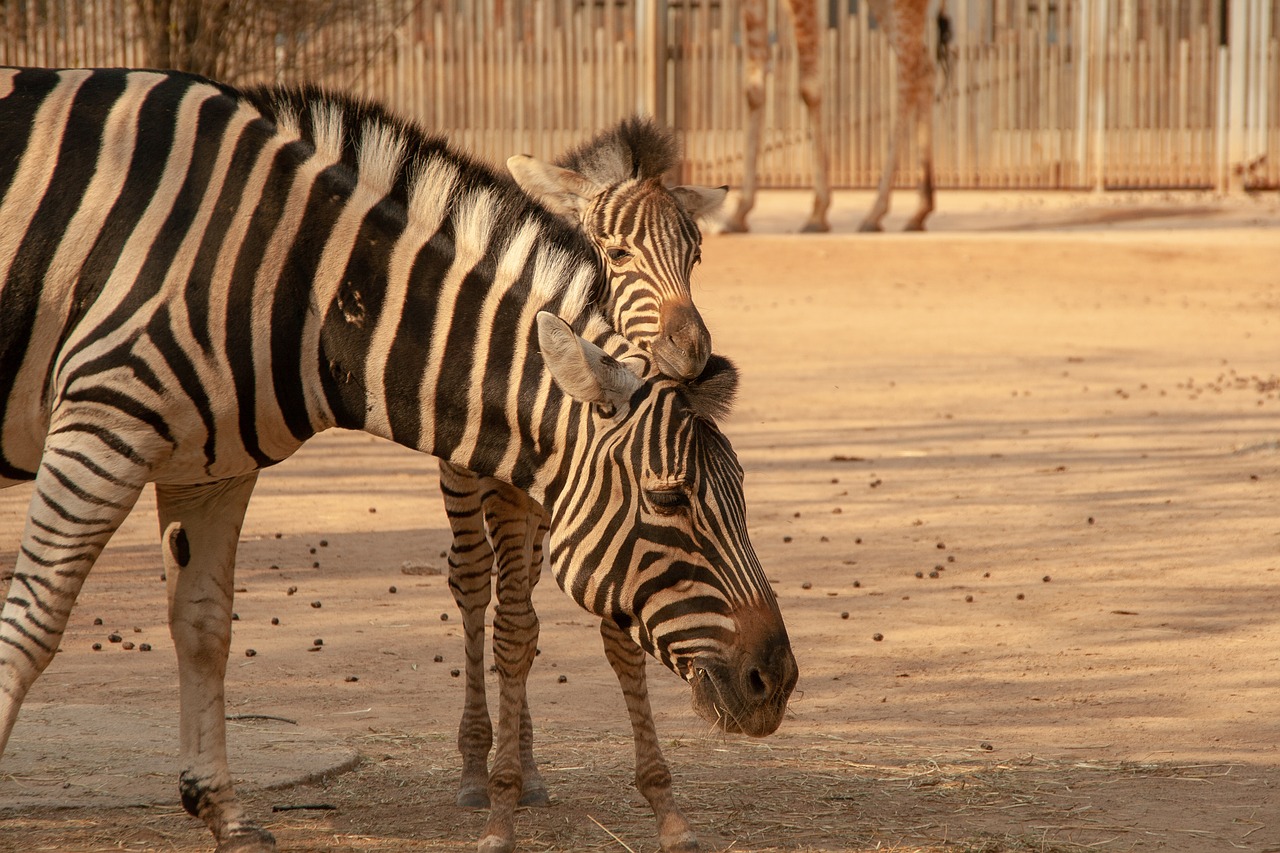 zebra  animal  zoo free photo