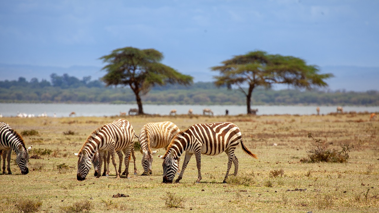 zebra  water  tree free photo