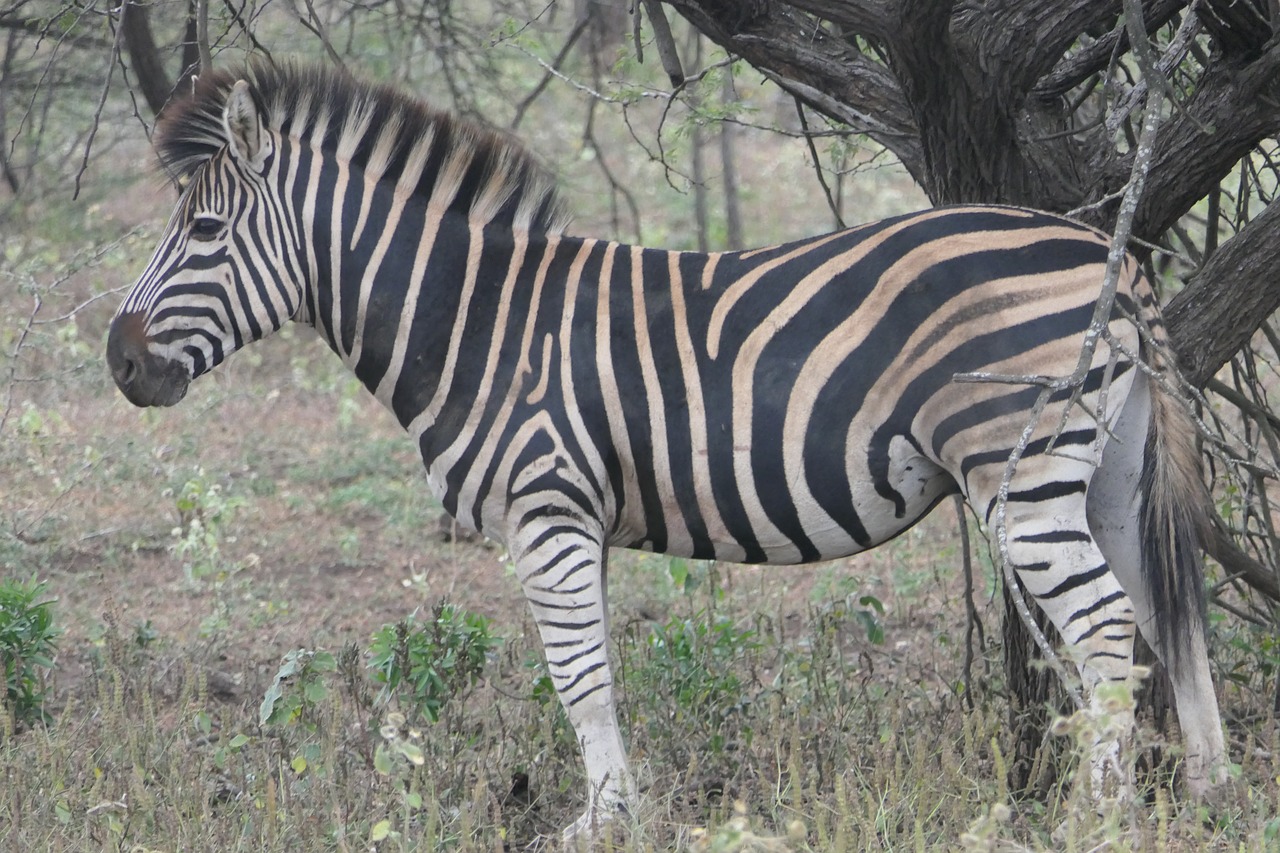 zebra  africa  safari free photo