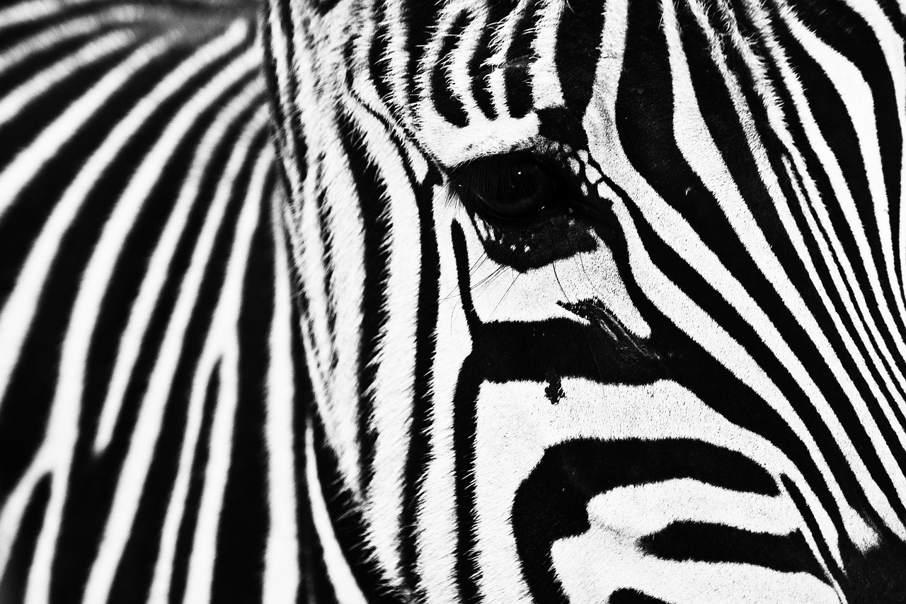 zebra  animal  striped free photo