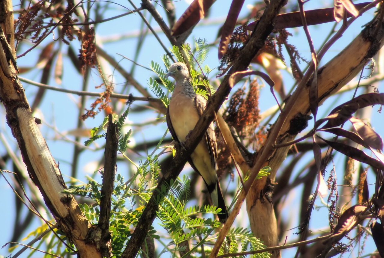 zebra  dove  outdoor free photo