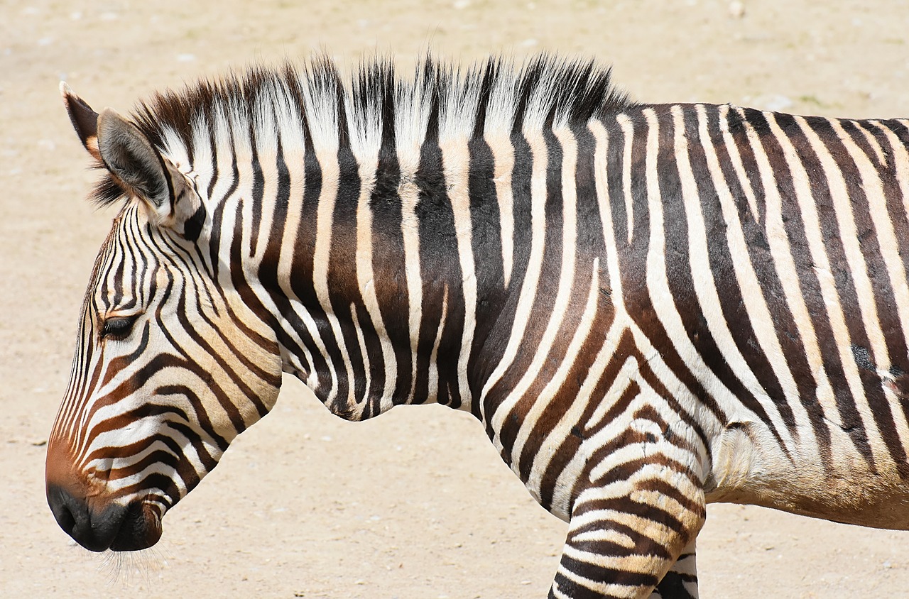 zebra  wild animal  zoo free photo