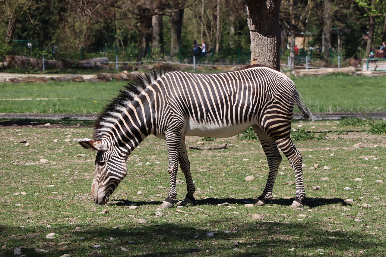 zebra  animal world  zoo free photo