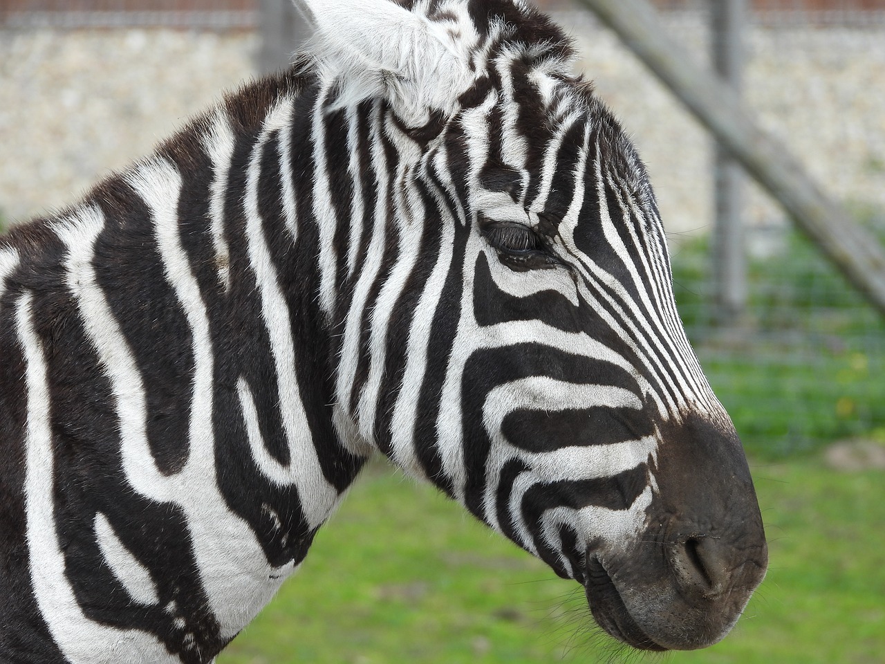 zebra  mammal  animals free photo